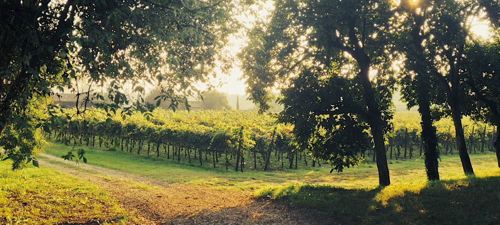 Villa Mosconi - Vignetti